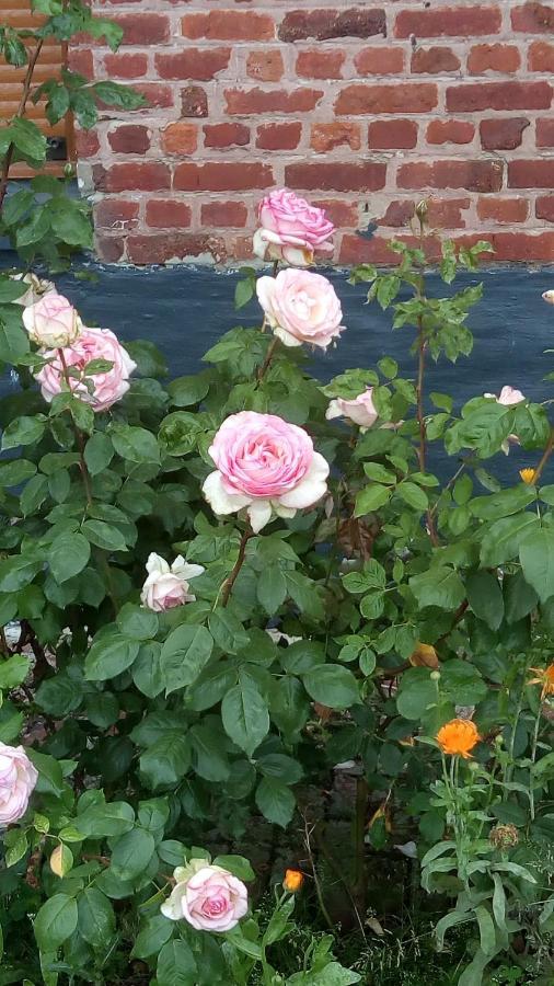 Chambre Coin Nature Fromelles 外观 照片